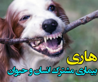 بیماری هاری