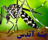 پشه آئدس