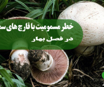 مسمومیت با قارچ های سمی